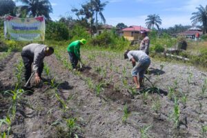 Polisi Cinta Petani: Polsek Kunto Darussalam Perkuat Pendampingan Jagung Hibrida di pasir Luhur