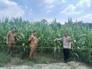 Polsek Rokan IV Koto Pantau Tanaman Jagung di Desa Lubuk Bendahara Timur, Dukung Swasembada Pangan Nasional