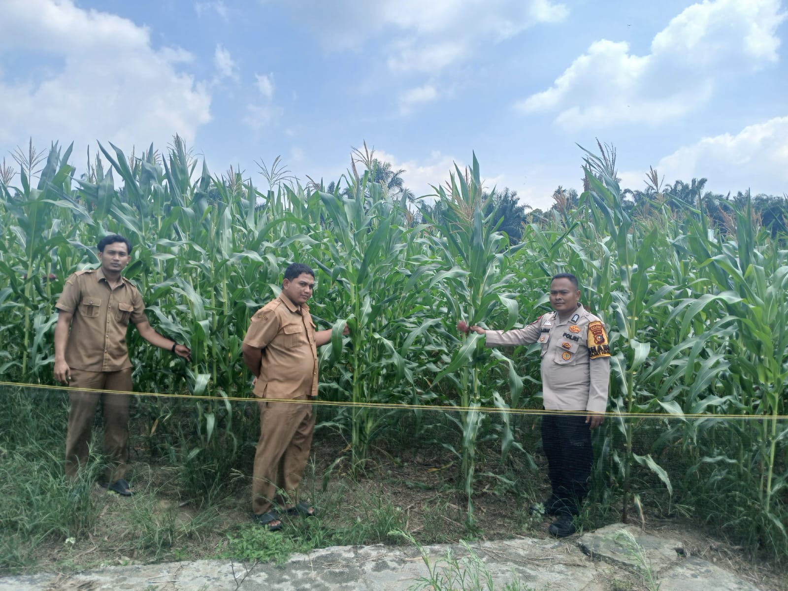 Polsek Rokan IV Koto Pantau Tanaman Jagung di Desa Lubuk Bendahara Timur, Dukung Swasembada Pangan Nasional
