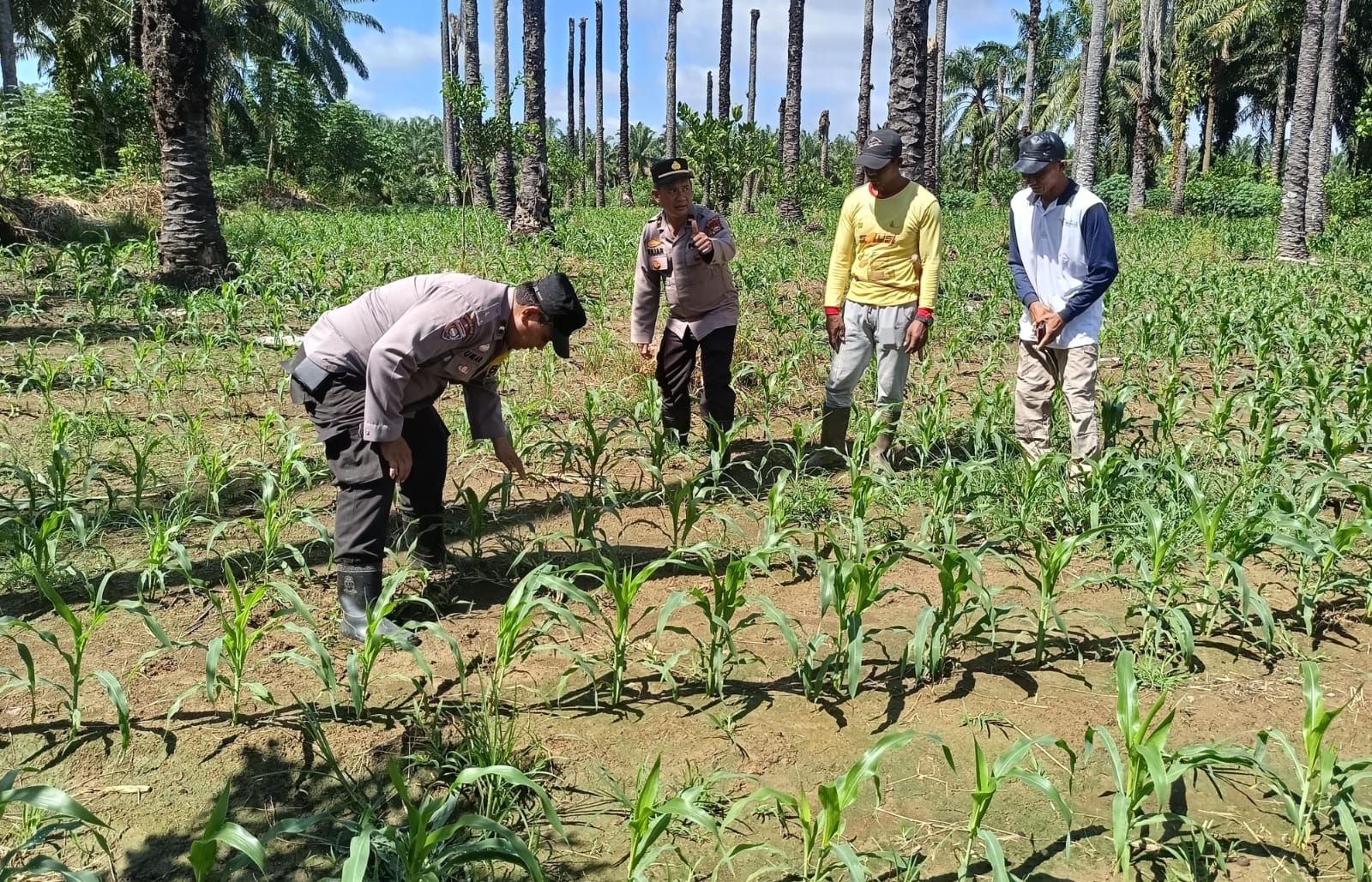 Polsek Kunto Darussalam Kawal Pertumbuhan Jagung Hibrida di Desa Koto Intan Dukung Swasembada Pangan Nasional