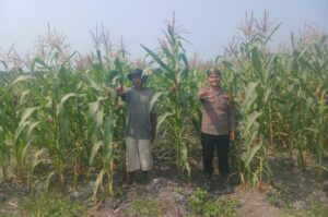 Dorong Swasembada Pangan Jagung Hibrida di Kepenuhan Barat