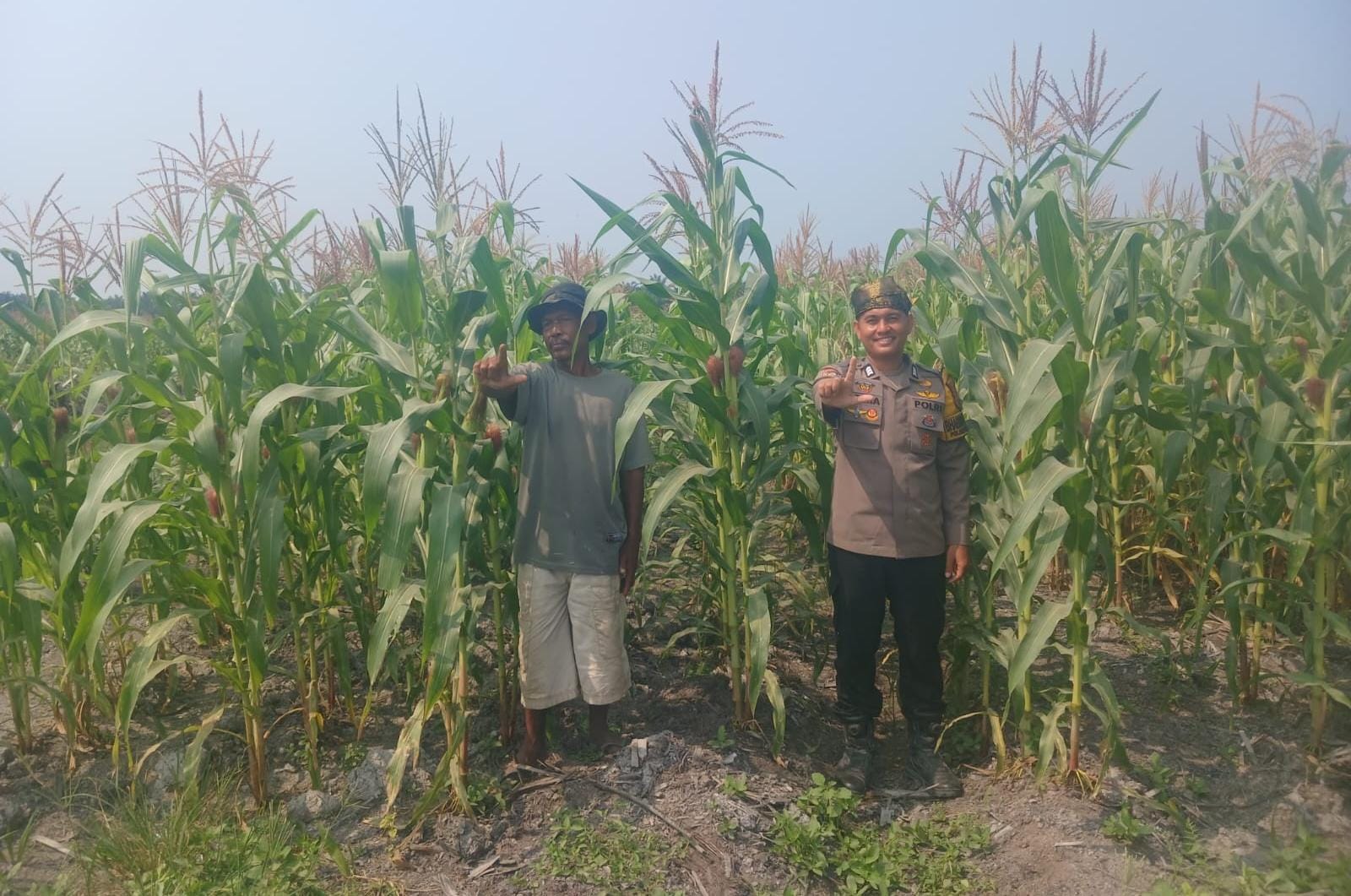 Dorong Swasembada Pangan Jagung Hibrida di Kepenuhan Barat