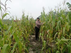 Tumpang Sari Jadi Penopang Ketahanan Pangan, Polsek Kabun Pastikan Jagung Tumbuh Optimal
