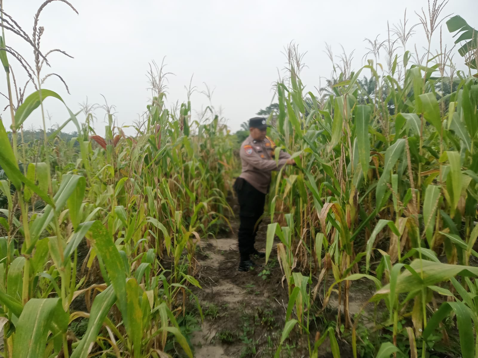 Tumpang Sari Jadi Penopang Ketahanan Pangan, Polsek Kabun Pastikan Jagung Tumbuh Optimal